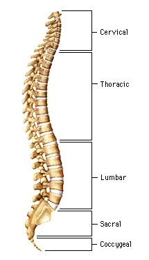Injuries to the Spine - After Trauma